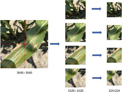 LFMNet: a lightweight model for identifying leaf diseases of maize with high similarity